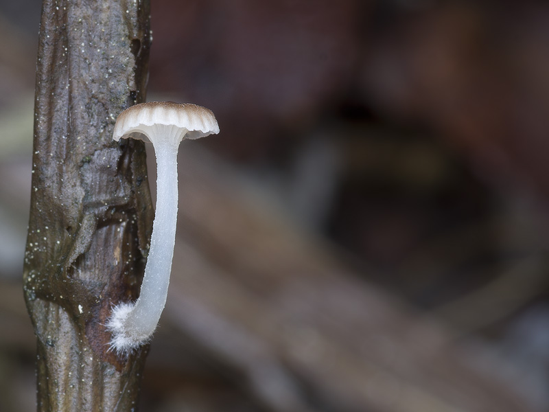 Mycena belliae